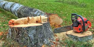  Rib Mountain, WI Tree Removal Pros