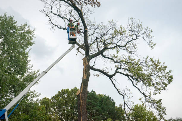 How Our Tree Care Process Works  in  Rib Mountain, WI