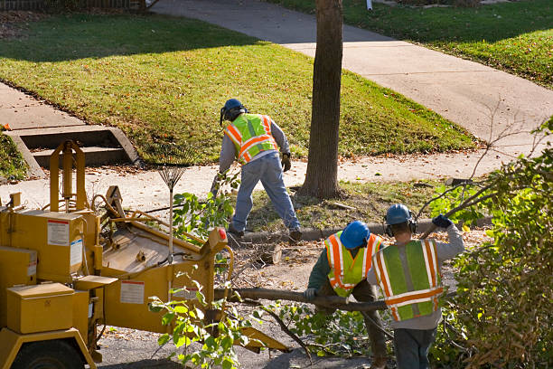 Rib Mountain, WI Tree Removal Company