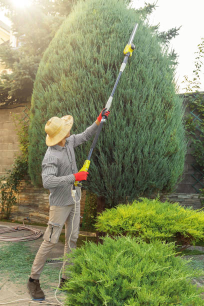 Best Storm Damage Tree Cleanup  in Rib Mountain, WI